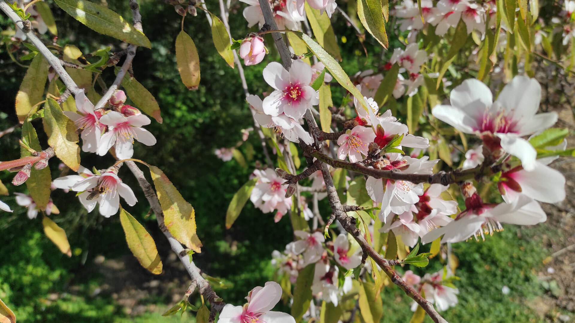 Mandelblüte auf Sizilien