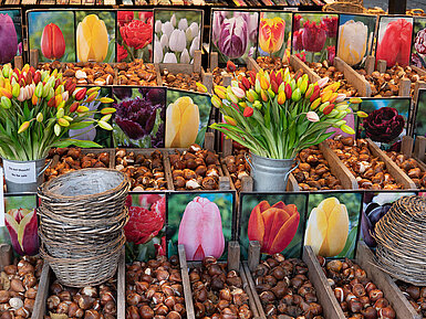 Verschiedene Tulpenzwiebeln mit bunten Blütenbildern auf dem Blumenmarkt in Amsterdam