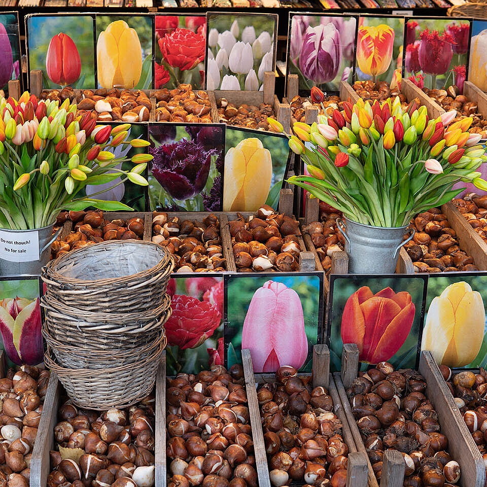 Verschiedene Tulpenzwiebeln mit bunten Blütenbildern auf dem Blumenmarkt in Amsterdam