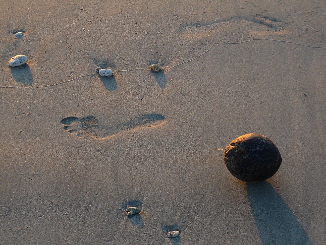 Kokosnuss am Strand Eine Kokosnuss liegt im Sand an einem Ostseestrand im warmen Abendlicht.
