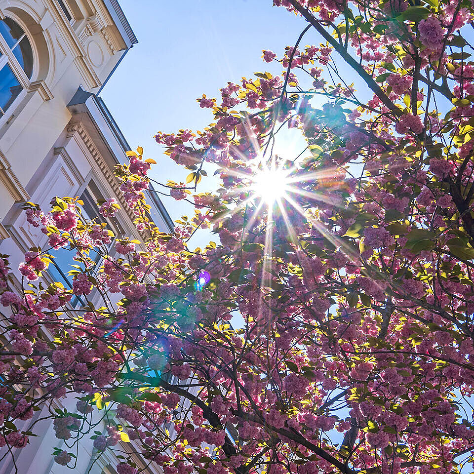 Sonnenstrahlen durch blühenden Kirschbaum vor historischer Fassade im Frühling