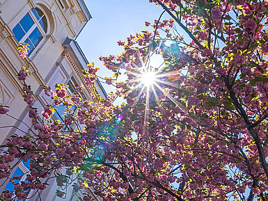 © E. Schittenhelm - AdobeStock.com Sonnenstrahlen durch blühenden Kirschbaum vor historischer Fassade im Frühling