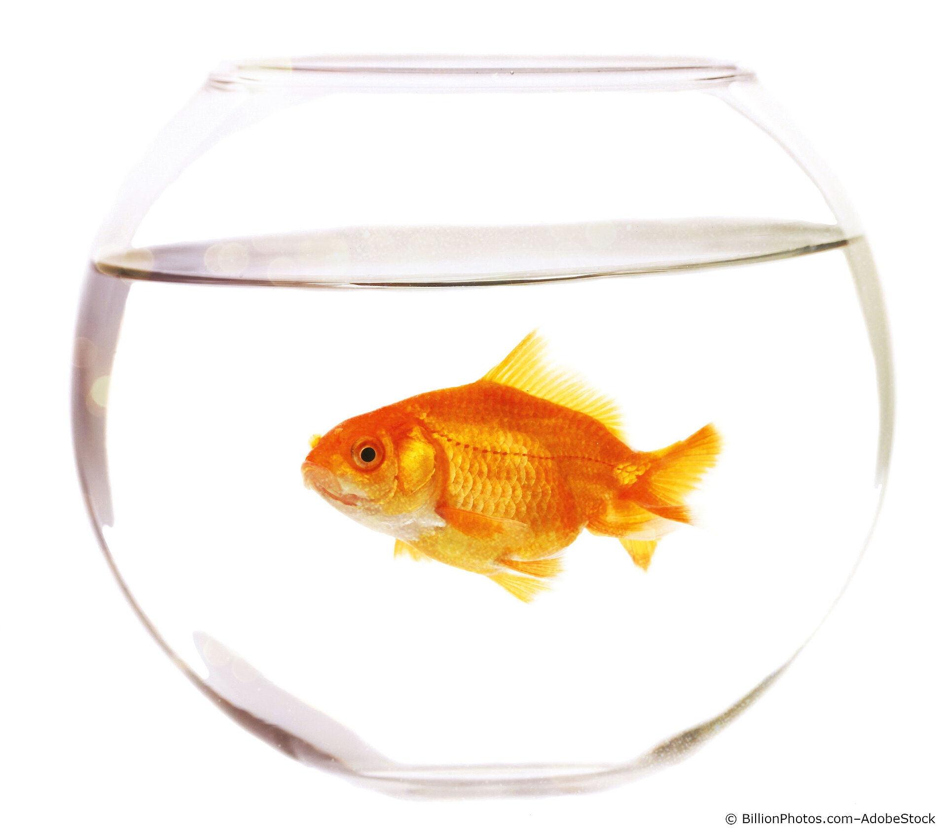 Fishbowl
