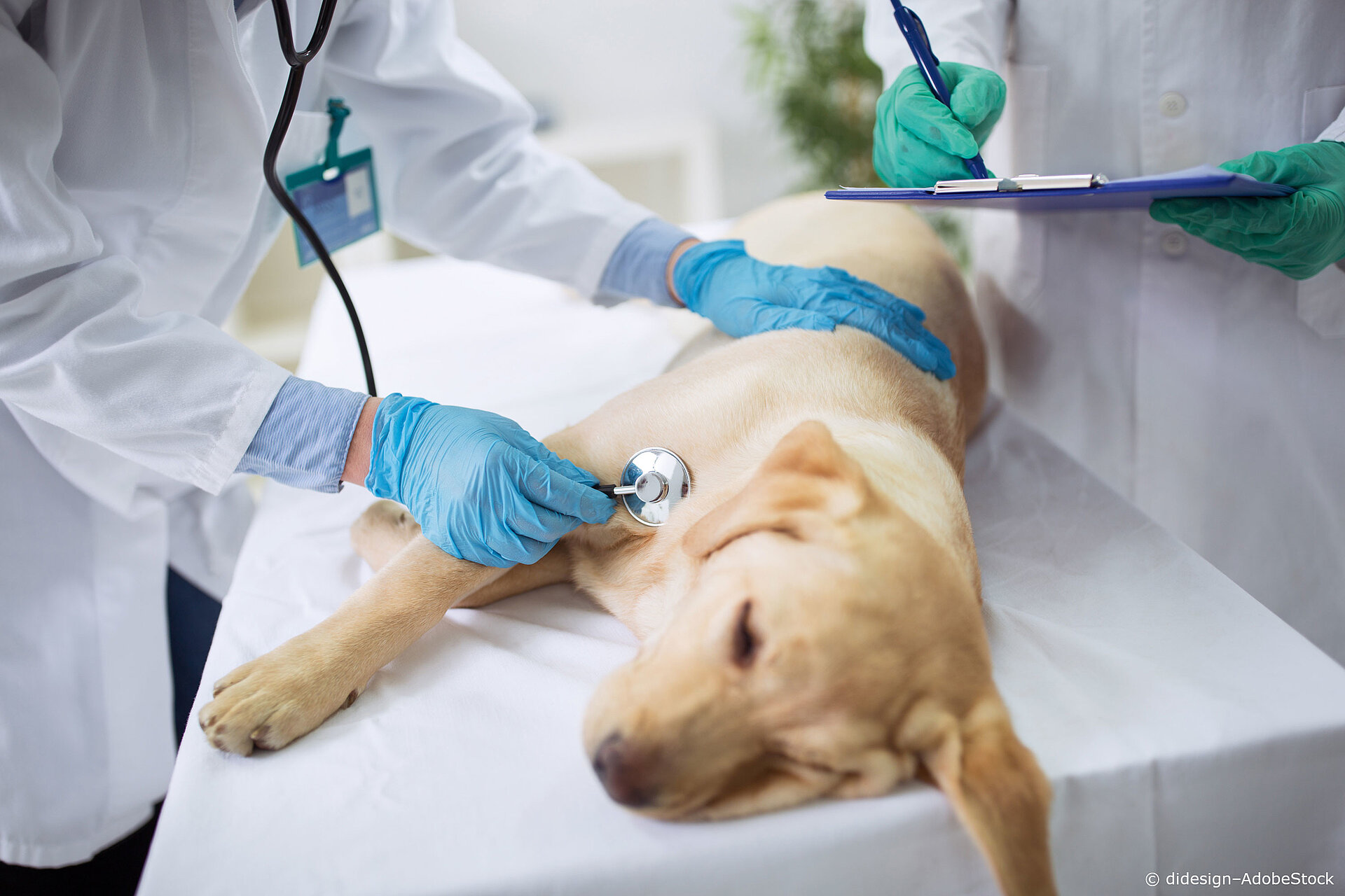 Gesundheit geht vor urlaub-mit-dem-hund-tierarzt