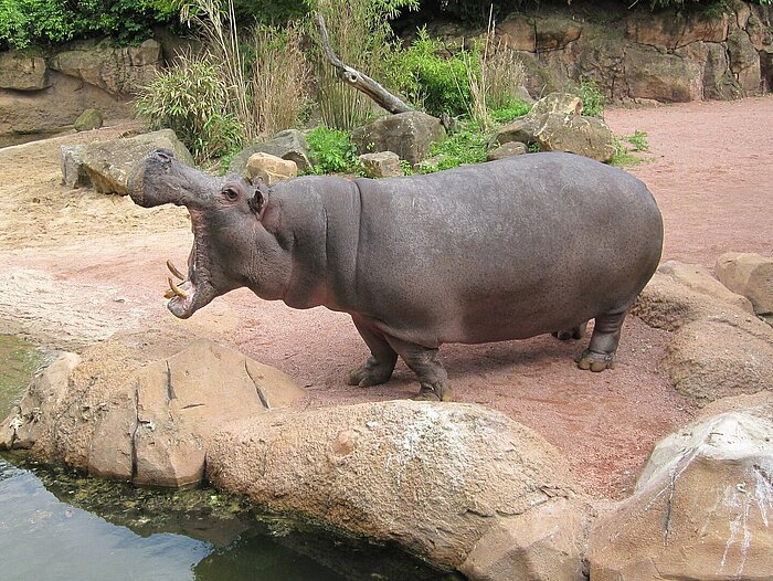 Erlebnis Zoo Hannover