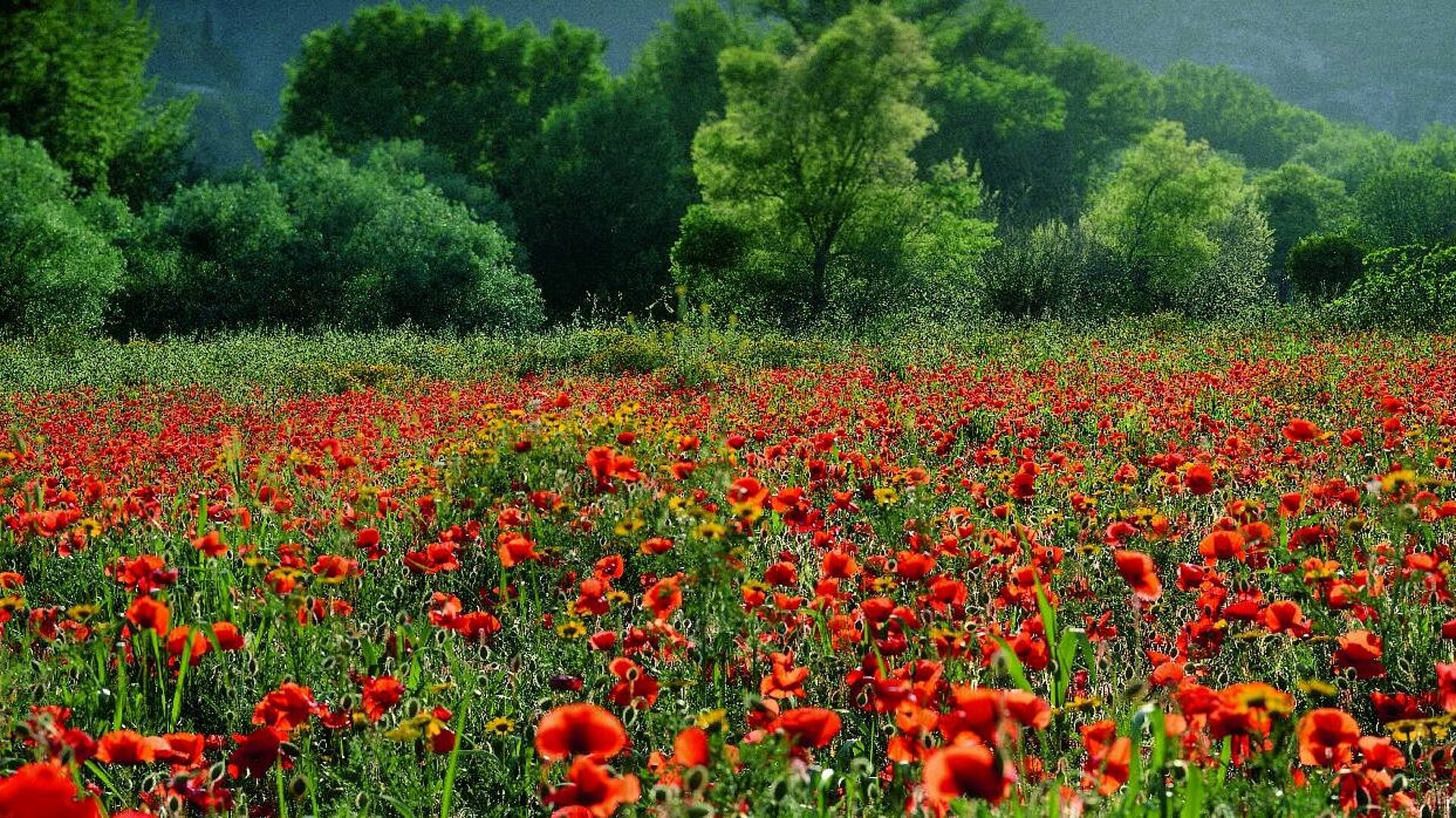 Mohnblumen