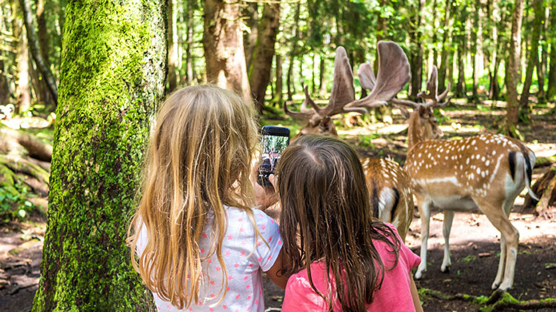 © mmphoto - AdobeStock.com Zwei Mädchen fotografieren im Wald einen Damhirsch mit ihrem Smartphone. Das Tier steht nur wenige Meter entfernt