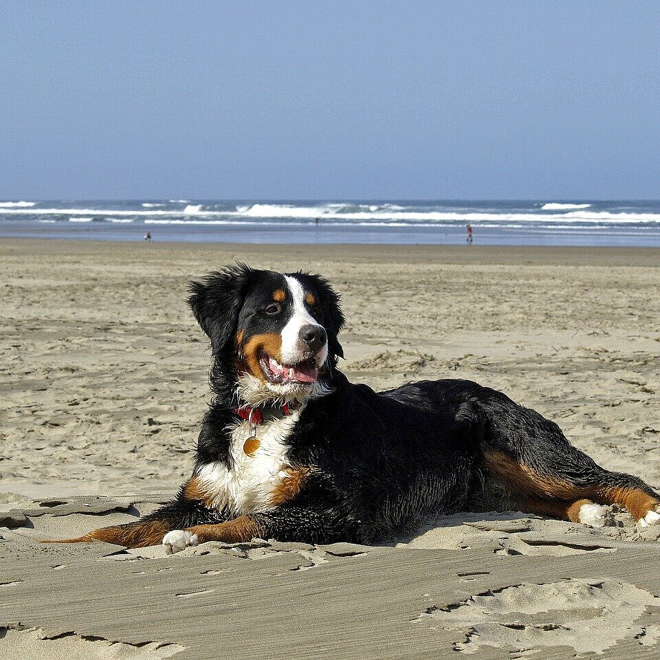 Hund am Strand Hund am Strand