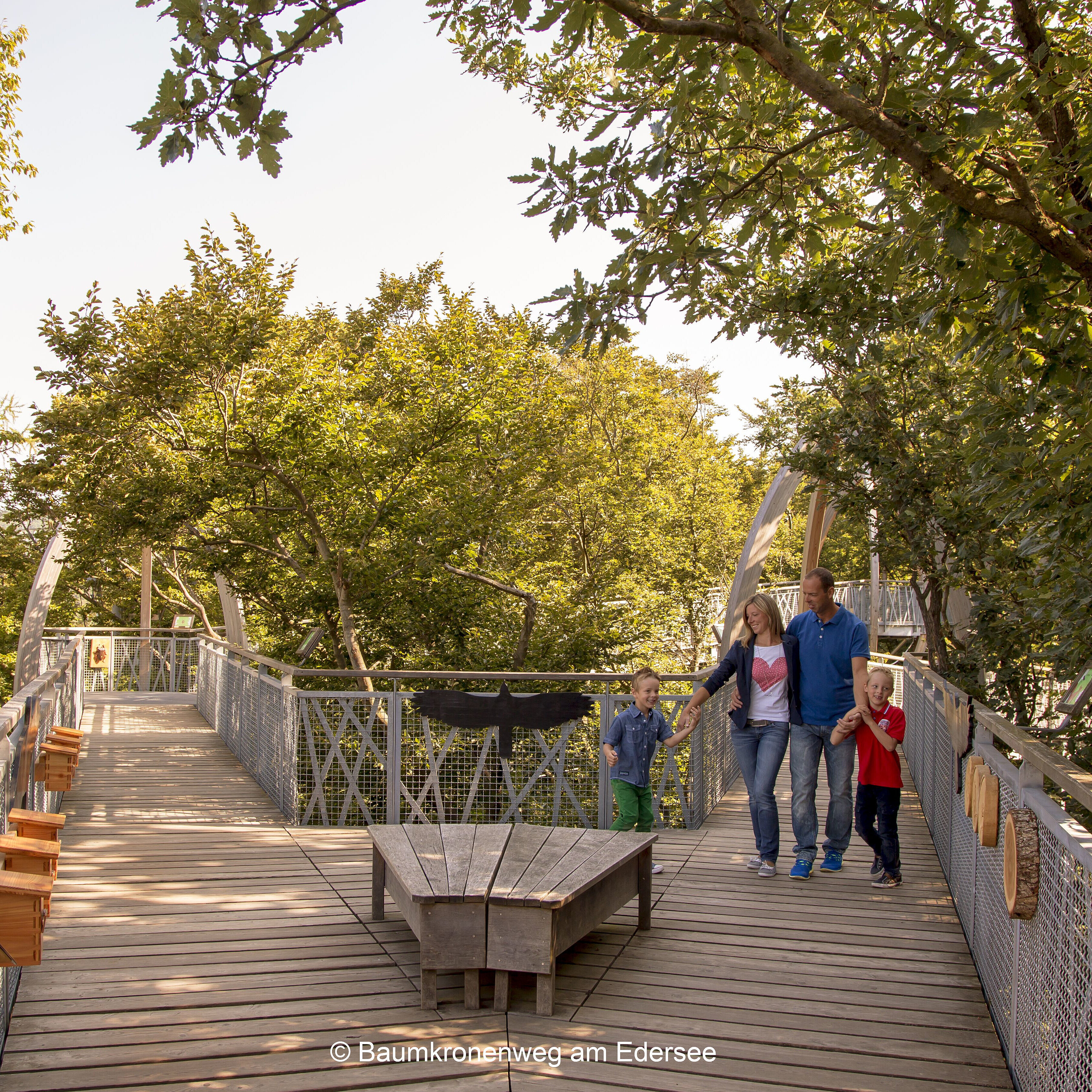 Treetop path at the Edersee