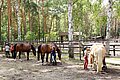 Kinder pflegen Pferde auf einer Reitanlage mitten im Wald.