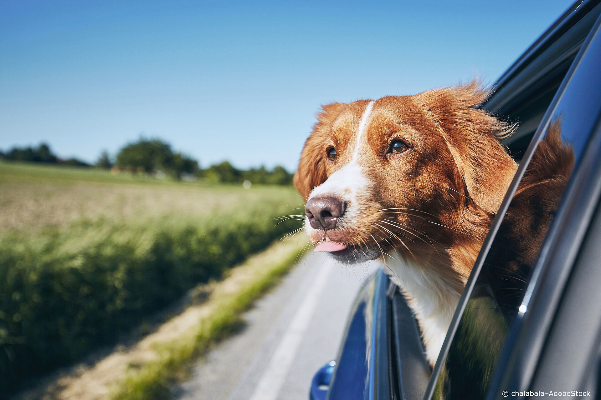 Der vierbeinige Beifahrer urlaub-mit-dem-hund-beifahrer