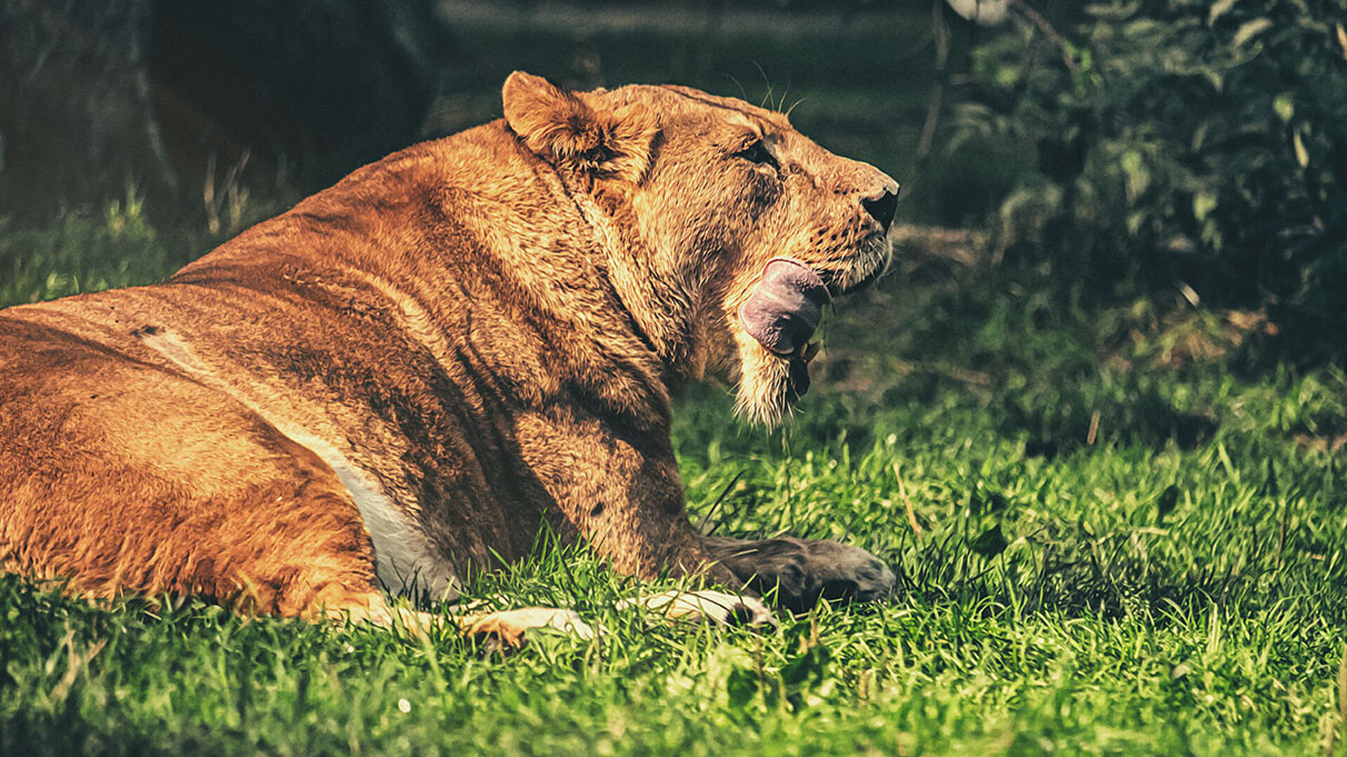 © Jakob - AdobeStock.com Eine Löwin liegt im grünen Gras und leckt sich nach dem Fressen das Maul. Die Sonne scheint auf ihr Fell