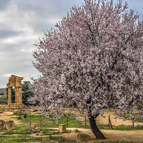 "Tal der Tempel" von Agrigento