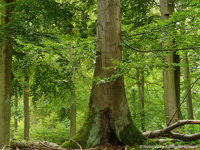 © Nationalpark Kellerwald-Edersee