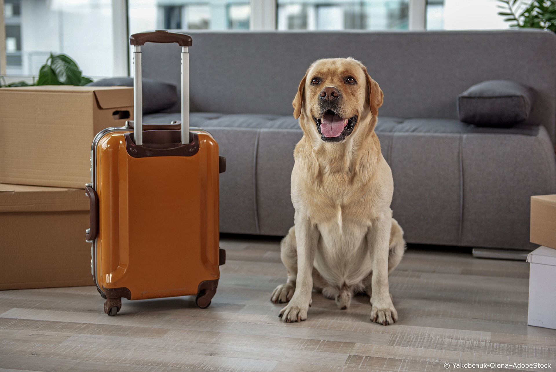 Was muss ich einpacken? urlaub-mit-dem-hund-packliste