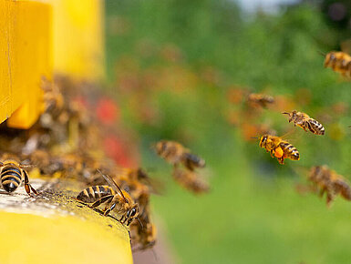 © Vera Kuttelvaserova - AdobeStock.com