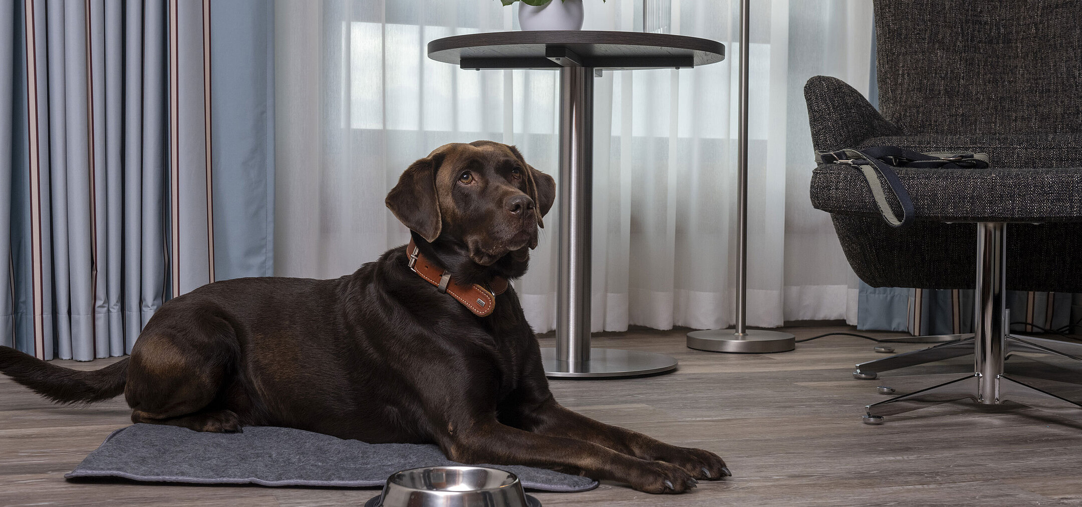 Hund liegt entspannt im Hotelzimmer neben Futternapf auf dem Boden.