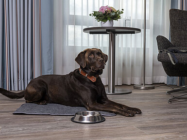 Hund liegt entspannt im Hotelzimmer neben Futternapf auf dem Boden.