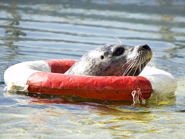 Aquarium des Leibniz-Instituts für Meereswissenschaften